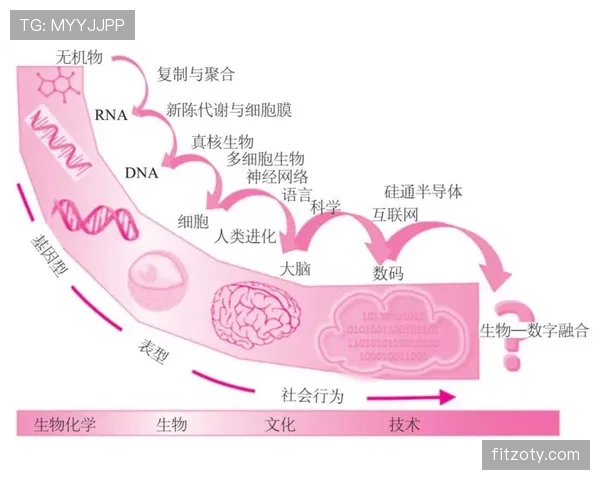 维尔茨的角色进化：从组织核心到终结参与者的数据解析与能力跃迁